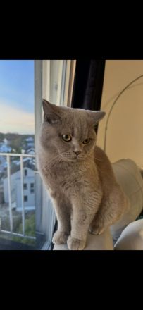 Deckkater Britisch Kurzhaar Lilac - Coco