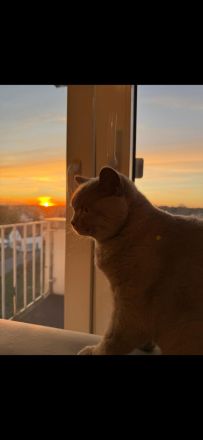 Deckkater Britisch Kurzhaar Lilac - Coco