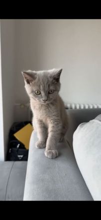 Deckkater Britisch Kurzhaar Lilac - Coco