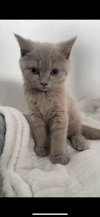 Deckkater Britisch Kurzhaar Lilac - Coco