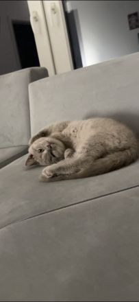 Deckkater Britisch Kurzhaar Lilac - Coco