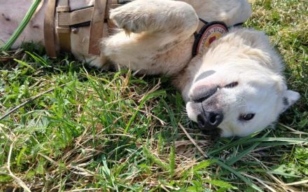 Wir Donata dein neues Familienmitglied?