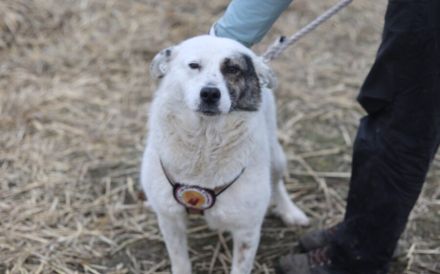 Wir Donata dein neues Familienmitglied?