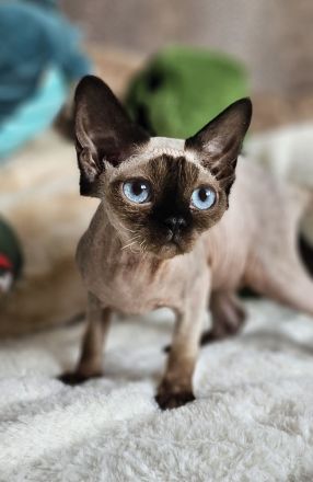 Devon rex Kätzchen mit Papieren