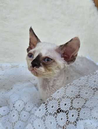 Devon rex Kätzchen mit Papieren