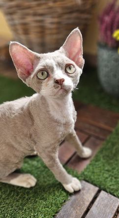 Devon rex Kätzchen mit Papieren