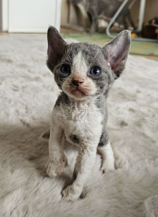 Devon rex Kätzchen mit Papieren