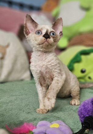 Devon rex Kätzchen mit Papieren