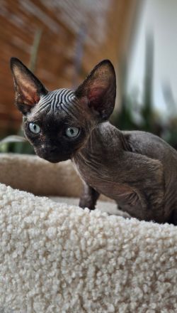 Devon rex Kätzchen mit Papieren