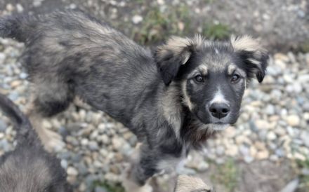 Kleiner Herzensbrecher Eddy