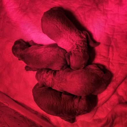 Pudel klein/mittel in Farbe red/fawn