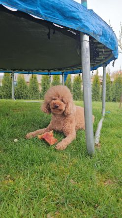 Pudel klein/mittel in Farbe red/fawn