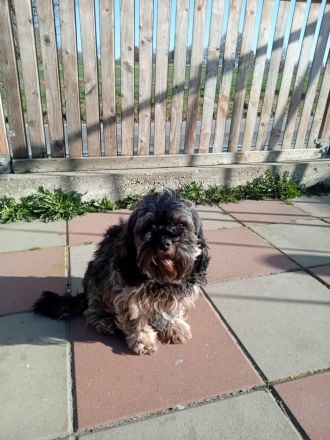 Cavapoo mit Stammbaum