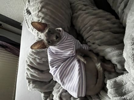 Deckkater Sphynx Katze gesucht!