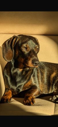 Zwergdackel Deckrüde