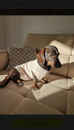 Zwergdackel Deckrüde