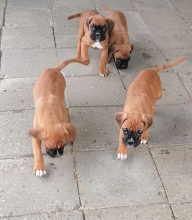 Boxerwelpen -Jungs und Mädels