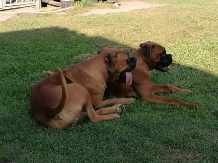Boxerwelpen -Jungs und Mädels