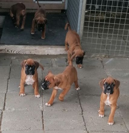 Boxerwelpen -Jungs und Mädels