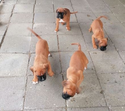 Boxerwelpen -Jungs und Mädels