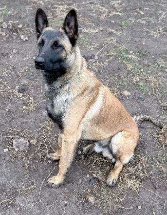 Junger Malinois - Rüde