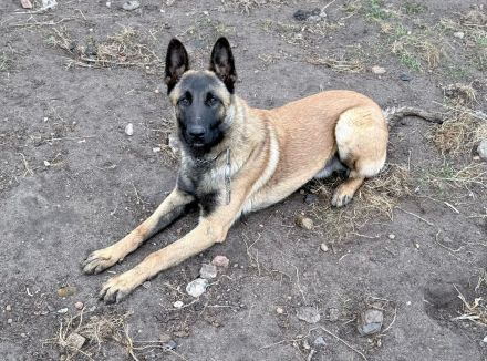 Junger Malinois - Rüde