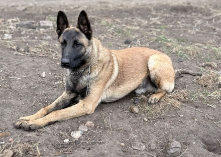 Junger Malinois - Rüde