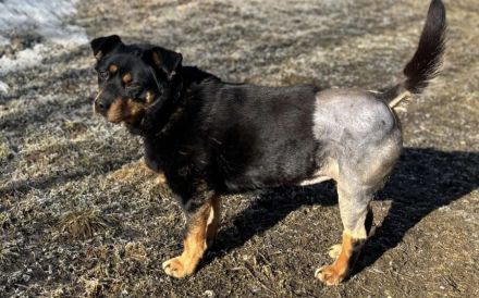 Sanfte und liebevolle Hündin Mocca sucht Zuhause