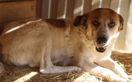 Friedfertige und liebenswerte Ariel sucht geduldiges Zuhause