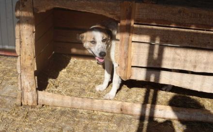 Friedfertige und liebenswerte Ariel sucht geduldiges Zuhause