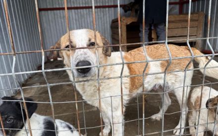 Friedfertige und liebenswerte Ariel sucht geduldiges Zuhause