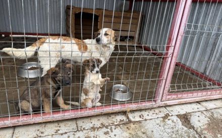 Friedfertige und liebenswerte Ariel sucht geduldiges Zuhause