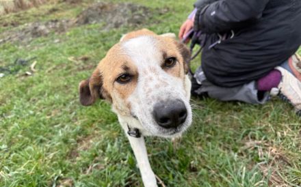 Friedfertige und liebenswerte Ariel sucht geduldiges Zuhause