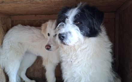 Fritz sucht ein ruhiges Zuhause