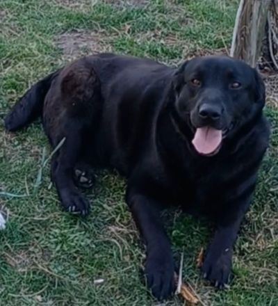 Dorian, a.d.Tierschutz, sucht Herzensmenschen