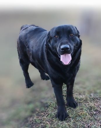 Dorian, a.d.Tierschutz, sucht Herzensmenschen