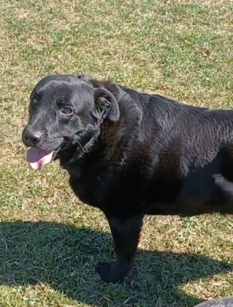 Dorian, a.d.Tierschutz, sucht Herzensmenschen