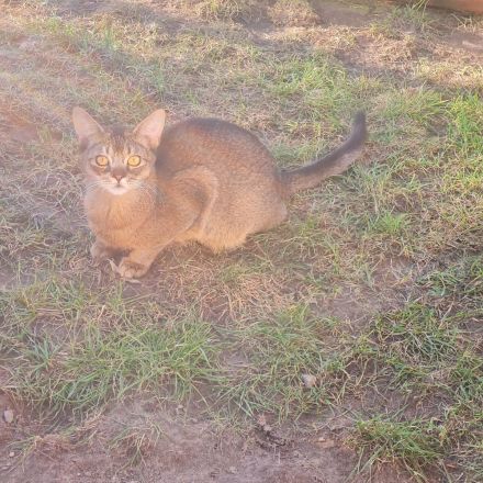 Abessinierkatzen