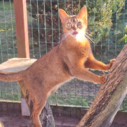 Abessinierkatzen