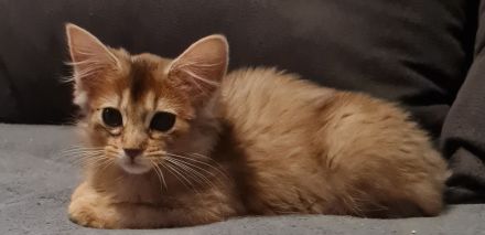 Somalikitten in ruddy und black-silber