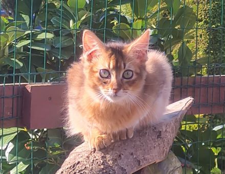 Somalikitten in ruddy und black-silber