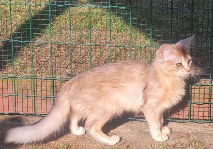 Somalikitten in ruddy und black-silber