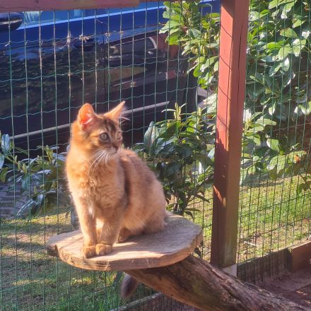 Somalikitten in ruddy und black-silber