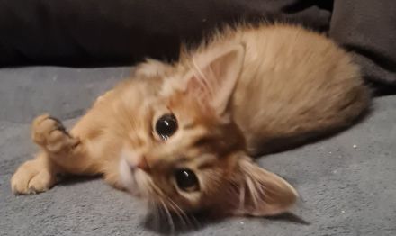 Somalikitten in ruddy und black-silber