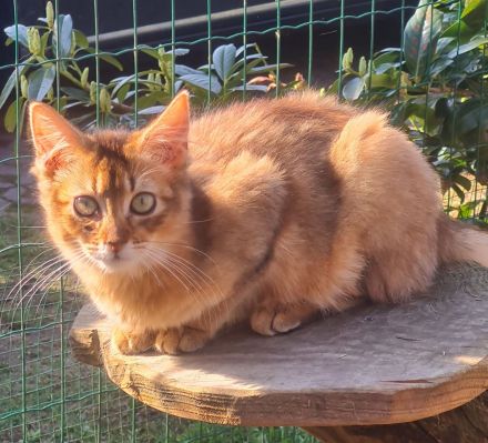 Somalikitten in ruddy und black-silber
