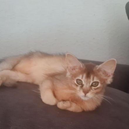 Somalikitten in ruddy und black-silber