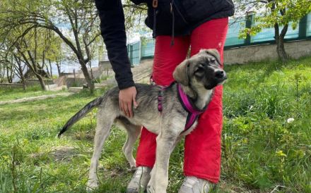 Schönling Luan sucht ein Zuhause
