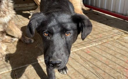 Juliet hofft auf ein kuscheliges Körbchen!