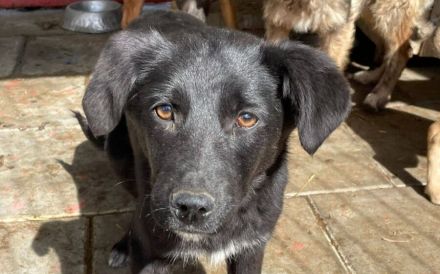 Juliet hofft auf ein kuscheliges Körbchen!