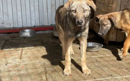 Elodie sehnt sich nach einem Zuhause